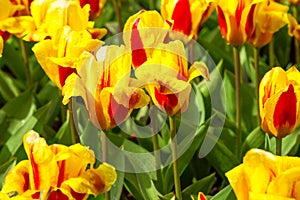 Vibrant yellow and red tulips with water drops, flowerbed after rain postcard