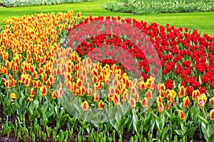 Vibrant yellow and red tulips with water drops, flowerbed after rain postcard