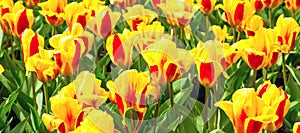 Vibrant yellow and red tulips with water drops, flowerbed after rain postcard