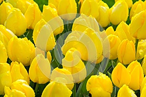 Vibrant yellow and red tulips with water drops, flowerbed after rain postcard