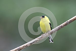 Vibrant yellow Spring Goldfinch perched on a Branch