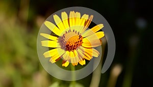 Vibrant yellow sunflower blossoms in a fresh green meadow generated by AI