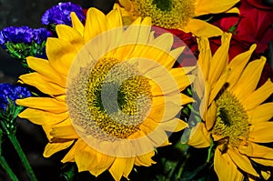 Vibrant yellow sunflower petals