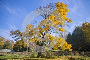 Vibrant yellow tree and fall foliage with sky in background,