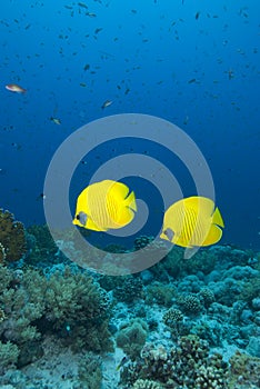 Vibrant yellow tropical fish