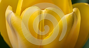 Close-up of a Yellow Tulip