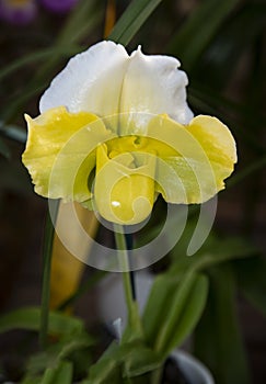 Vibrant Yellow and White Orchid Blossom