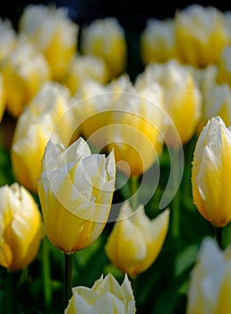 Vibrant yellow and white tulips on display by the lake at Keukenhof Gardens, Lisse, South Holland