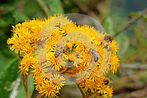 Vibrant yellow wild flowers with many bees on Huayna Picchu Mountain, Machu Picchu, Cusco, Peru