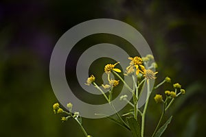 Vibrant Yellow Wildflowers - Big Bone Lick State Park - Kentucky