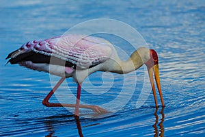 Vibrant Yellowbilled Stork