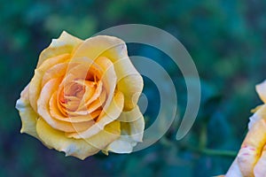 A vibrant yellowish orange rose