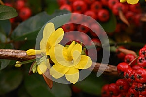 The Vibrant Yellows of Winter Jasmine Flowers Contrast with the Deep Red of Winter Berries on a Cold Winters Day