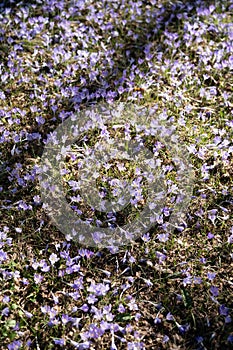 Vibrantly blooming blue crocuses cover a sunny meadow with a solid carpet