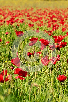 Vibrantly colored field of poppies in spring