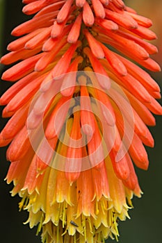 Radiantemente vistoso geométrico flor 