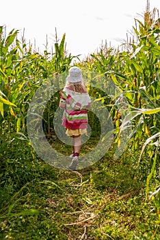 Vibrantly dressed young girl walking through a corn field