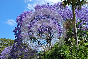 Vibrantly purple Jacaranda tree in bloom