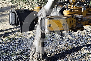 Vibrating machine in an olive tree