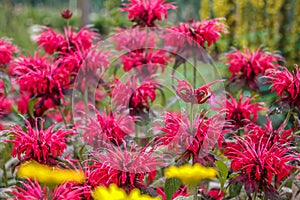 Beautiful summer bloom of vibrent red Crimsom Monarda didyma Scarlet beebalm flowers