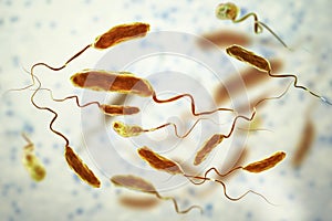 Vibrio cholerae bacteria