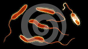 Vibrio cholerae bacteria, 3D illustration