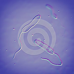 Vibrio cholerae bacteria, 3D illustration