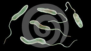 Vibrio cholerae bacteria, 3D illustration