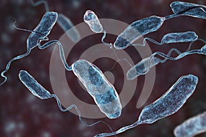 Vibrio cholerae bacteria