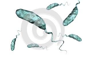 Vibrio cholerae bacterium