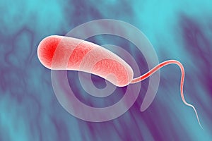 Vibrio cholerae bacterium