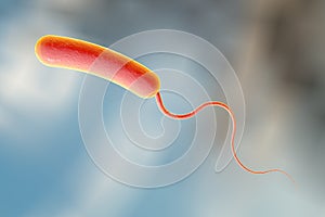Vibrio cholerae bacterium