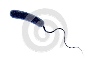 Vibrio cholerae bacterium