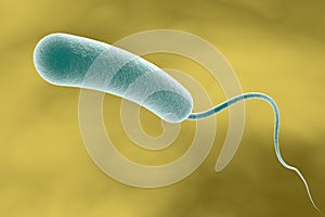 Vibrio cholerae bacterium