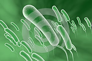 Vibrio cholerae bacterium