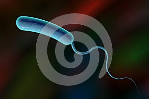 Vibrio cholerae bacterium