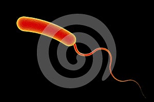 Vibrio cholerae bacterium