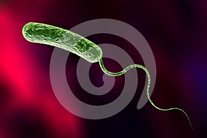 Vibrio cholerae bacterium