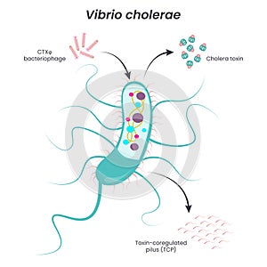 Vibrio cholerae diagram