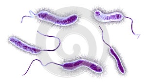 Vibrio mimicus bacteria