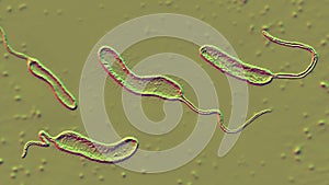 Vibrio mimicus bacteria