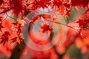 Vibrnat maple leaves in fall, with a shallow depth of field