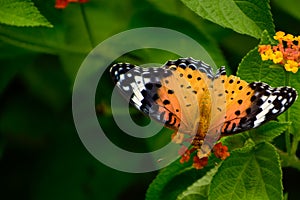 Vibrtant argynnis hyperbius butterfly pollinating latana flowers in summer season