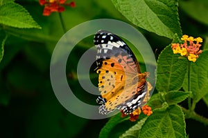 Vibrtant argynnis hyperbius butterfly pollinating latana flowers in their natural habitat