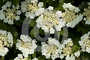 Viburnum