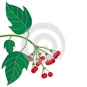 Viburnum