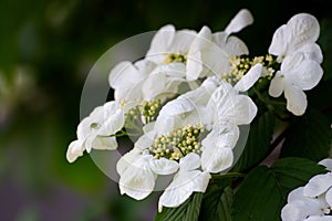 Viburnum