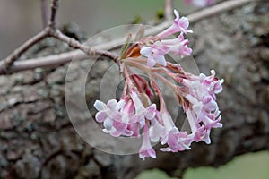 Viburnum