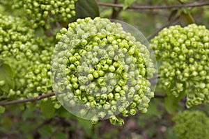 Viburnum Alleghany leaves and flower buds - Latin name - Viburnum x rhytidophylloides Alleghany