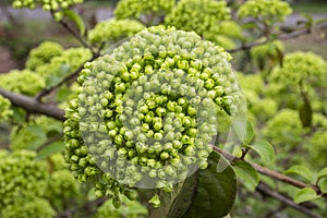 Viburnum Alleghany leaves and flower buds - Latin name - Viburnum x rhytidophylloides Alleghany